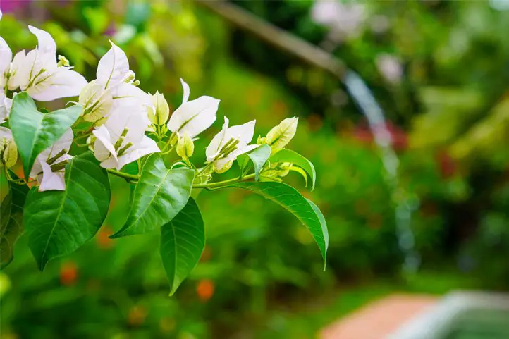 foto de la flor del café