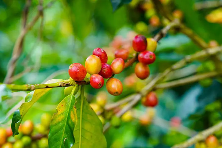 frutos o cerezas de café