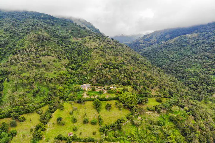 cultivo de café en Colombia