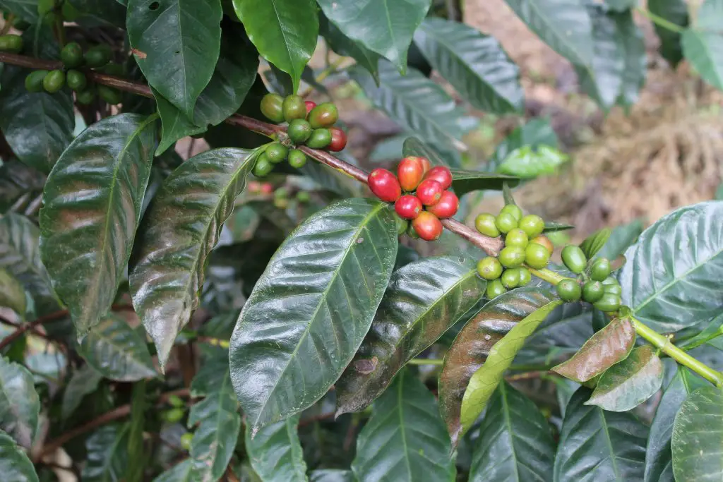 Café Geisha con hojas alargadas. 