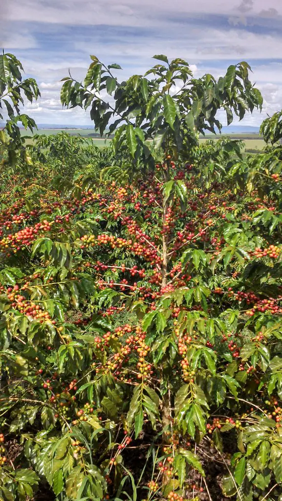 Cultivo de café en Brasil