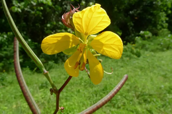 Planta de brusca