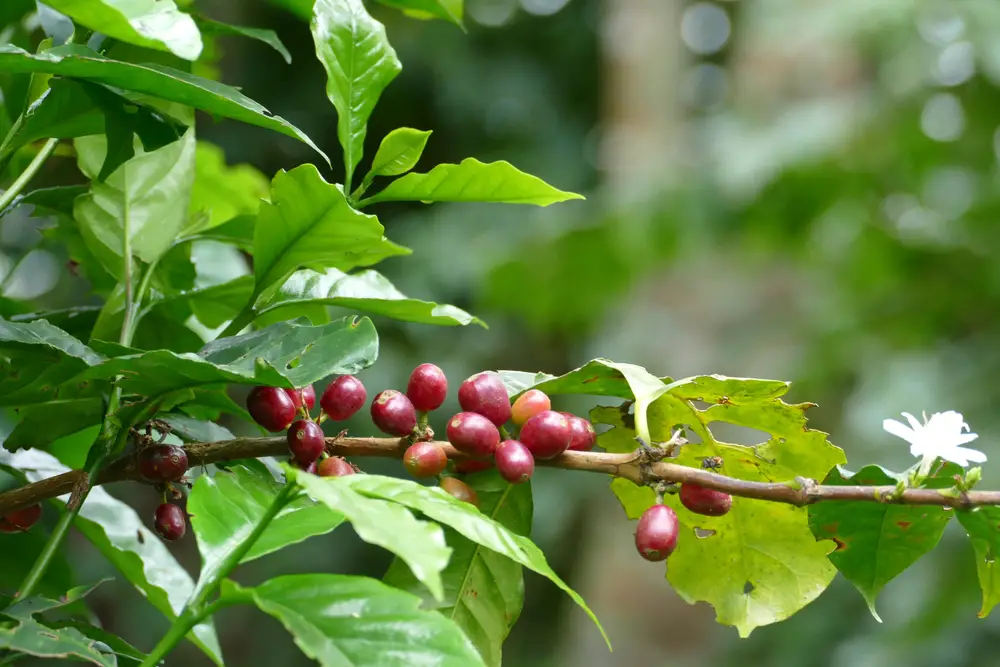 granos de café cereza