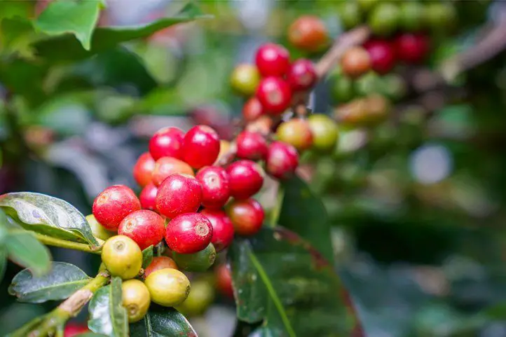fruto rojo café 2 fruto rojo café 2